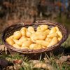 La Ferme du Sous-Bois, agriculture raisonnée et durable à Saint-Martin-en-Haut | Pommes de terre Délicatesse
