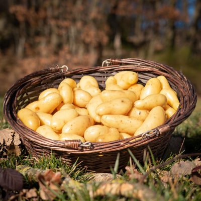 Pommes de terre Délikatess
