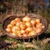 La Ferme du Sous-Bois, agriculture raisonnée et durable à Saint-Martin-en-Haut | Oignons paille