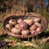 La Ferme du Sous-Bois, agriculture raisonnée et durable à Saint-Martin-en-Haut | Betteraves crues