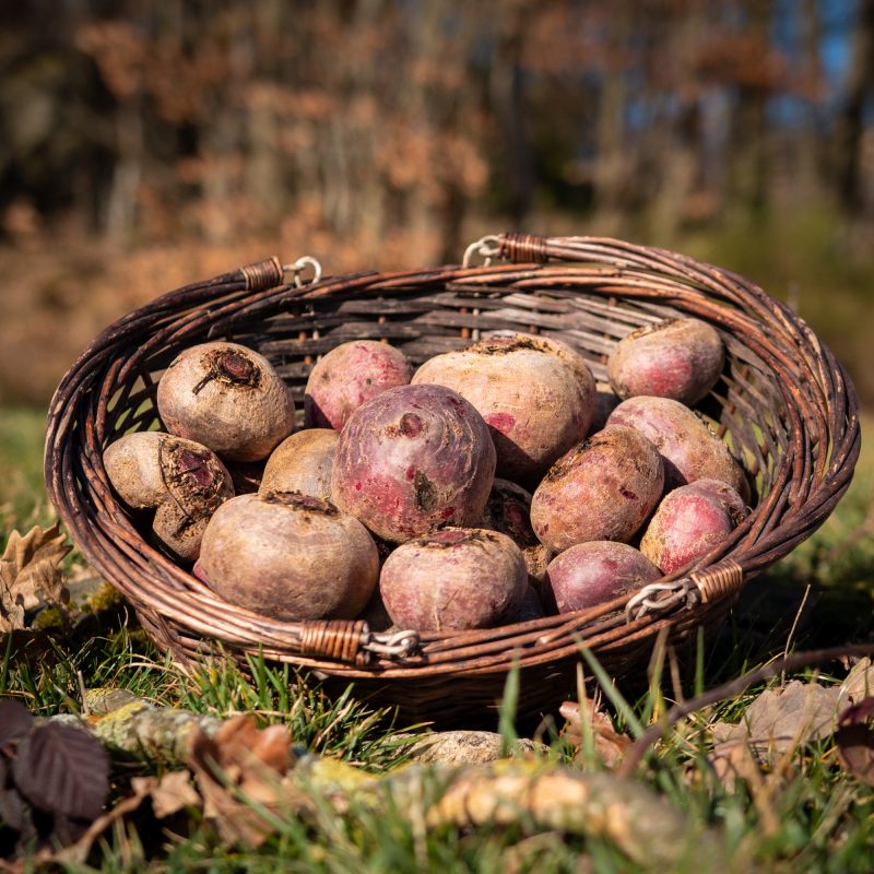 La Ferme du Sous-Bois, agriculture raisonnée et durable à Saint-Martin-en-Haut | Betteraves crues