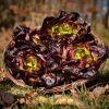 La Ferme du Sous-Bois, agriculture raisonnée et durable à Saint-Martin-en-Haut | Laitue brune