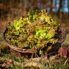 La Ferme du Sous-Bois, agriculture raisonnée et durable à Saint-Martin-en-Haut | Batavia brune