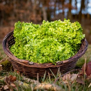 La Ferme du Sous-Bois, agriculture raisonnée et durable à Saint-Martin-en-Haut | Batavia blonde