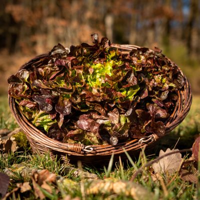 Feuille de chêne brune