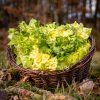 La Ferme du Sous-Bois, agriculture raisonnée et durable à Saint-Martin-en-Haut | Scarole