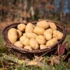 La Ferme du Sous-Bois, agriculture raisonnée et durable à Saint-Martin-en-Haut | Pommes de terre Monalisa/Marabelle