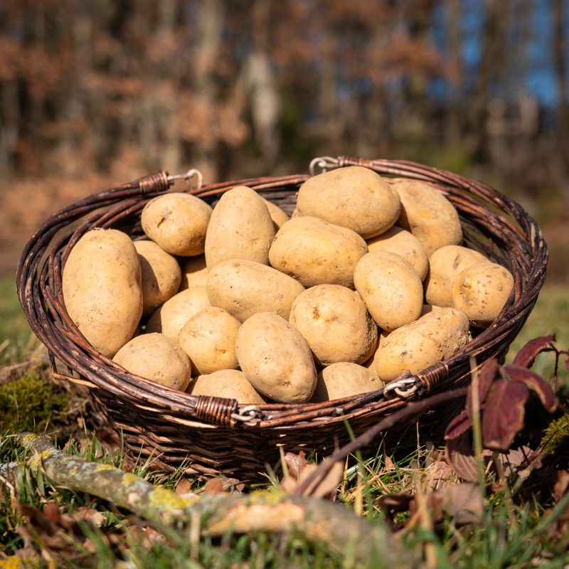 La Ferme du Sous-Bois, agriculture raisonnée et durable à Saint-Martin-en-Haut | Pommes de terre Monalisa/Marabelle