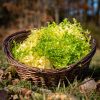 La Ferme du Sous-Bois, agriculture raisonnée et durable à Saint-Martin-en-Haut | Frisée