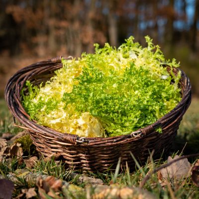 Frisée