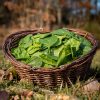 La Ferme du Sous-Bois, agriculture raisonnée et durable à Saint-Martin-en-Haut | Epinards