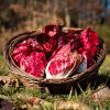 La Ferme du Sous-Bois, agriculture raisonnée et durable à Saint-Martin-en-Haut | Chicorée rouge