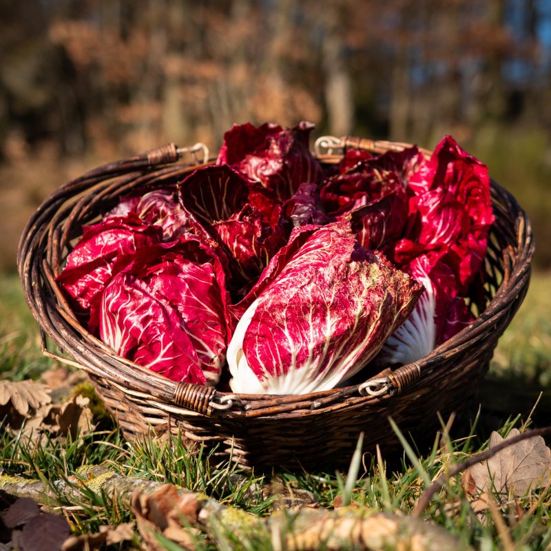 La Ferme du Sous-Bois, agriculture raisonnée et durable à Saint-Martin-en-Haut | Chicorée rouge