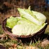 La Ferme du Sous-Bois, agriculture raisonnée et durable à Saint-Martin-en-Haut | Chicorée pain de sucre
