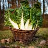 La Ferme du Sous-Bois, agriculture raisonnée et durable à Saint-Martin-en-Haut | Blettes