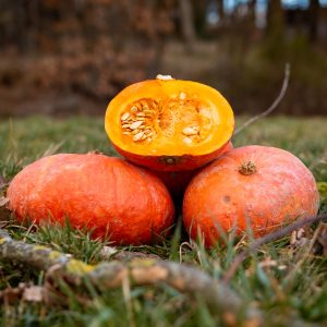 La Ferme du Sous-Bois, agriculture raisonnée et durable à Saint-Martin-en-Haut | Potimarron orange