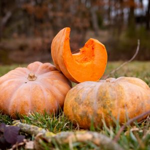 La Ferme du Sous-Bois, agriculture raisonnée et durable à Saint-Martin-en-Haut | Courge muscade
