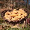 La Ferme du Sous-Bois, agriculture raisonnée et durable à Saint-Martin-en-Haut | Pommes de terre Amandine