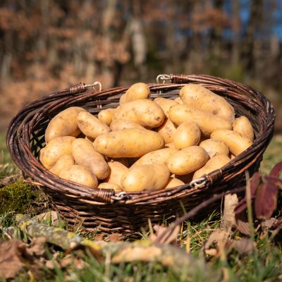 Pommes de terre Celtiane