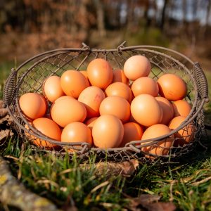 La Ferme du Sous-Bois, agriculture raisonnée et durable à Saint-Martin-en-Haut | Œufs