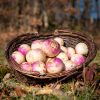 La Ferme du Sous-Bois, agriculture raisonnée et durable à Saint-Martin-en-Haut | Navets