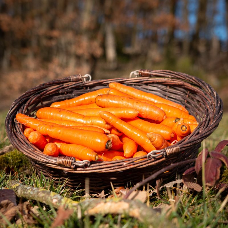 La Ferme du Sous-Bois, agriculture raisonnée et durable à Saint-Martin-en-Haut | Carottes
