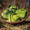La Ferme du Sous-Bois, agriculture raisonnée et durable à Saint-Martin-en-Haut | Chou vert frisé