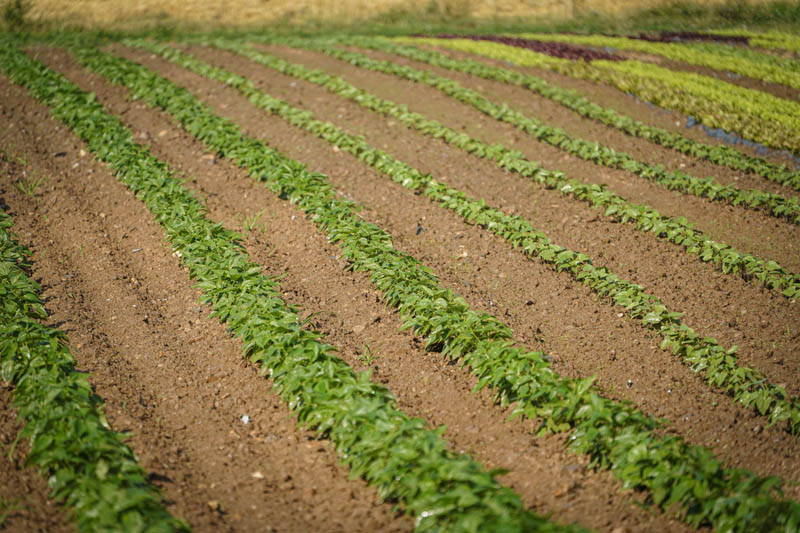 La Ferme du Sous-Bois, agriculture raisonnée et durable à Saint-Martin-en-Haut | Champs