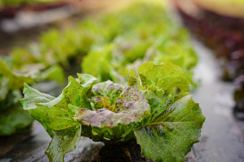 La Ferme du Sous-Bois, agriculture raisonnée et durable à Saint-Martin-en-Haut | Salade