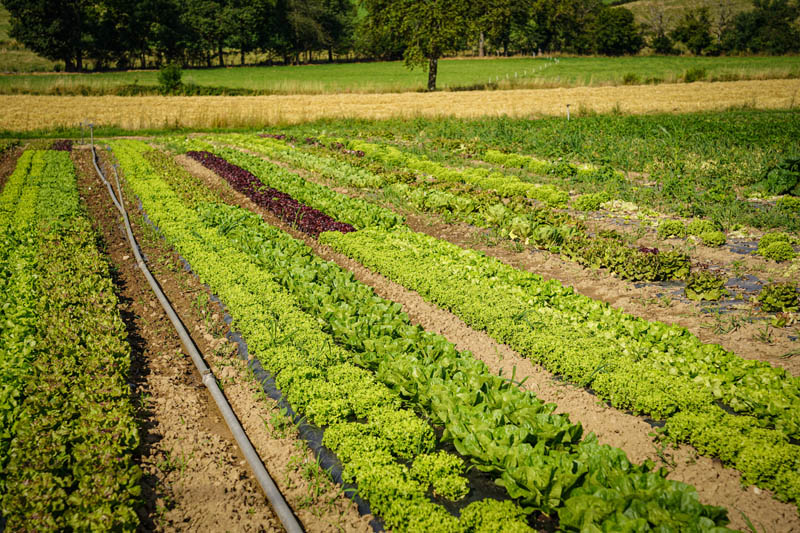 La Ferme du Sous-Bois, agriculture raisonnée et durable à Saint-Martin-en-Haut | Légumes