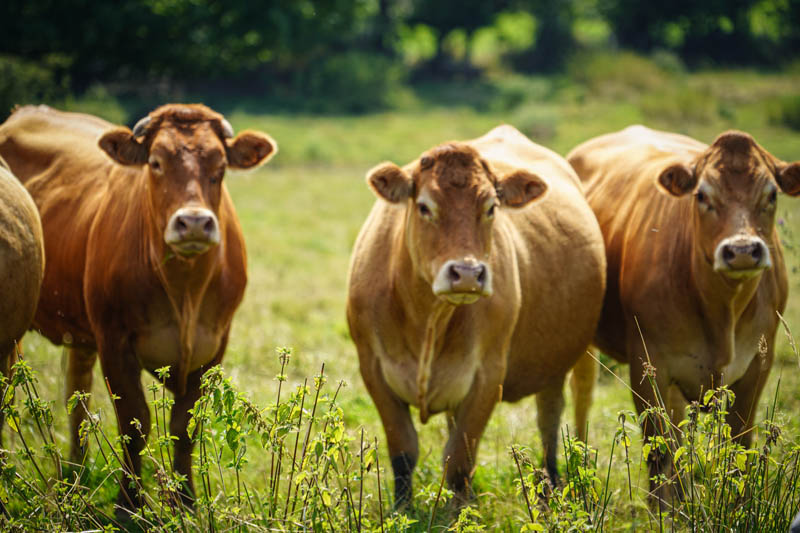 La Ferme du Sous-Bois, agriculture raisonnée et durable à Saint-Martin-en-Haut | Viande