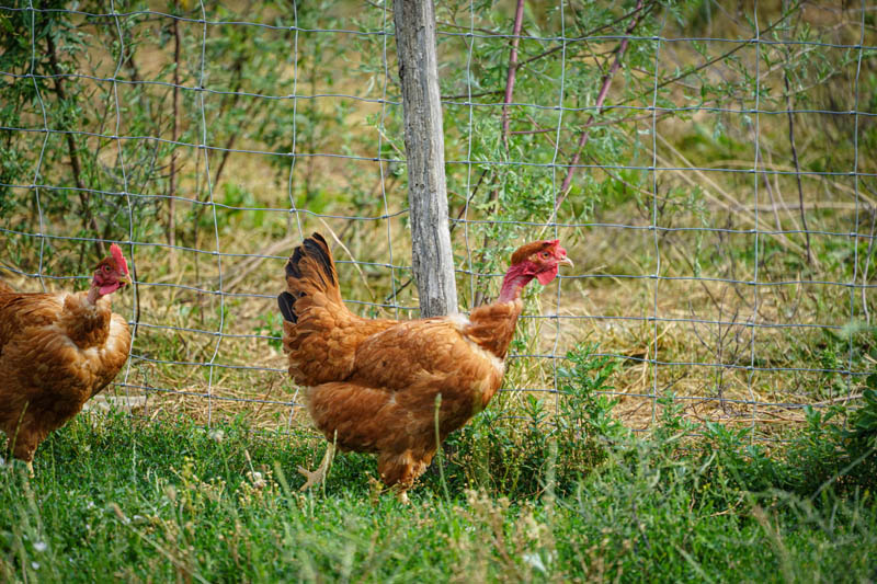 La Ferme du Sous-Bois, agriculture raisonnée et durable à Saint-Martin-en-Haut | Poulets