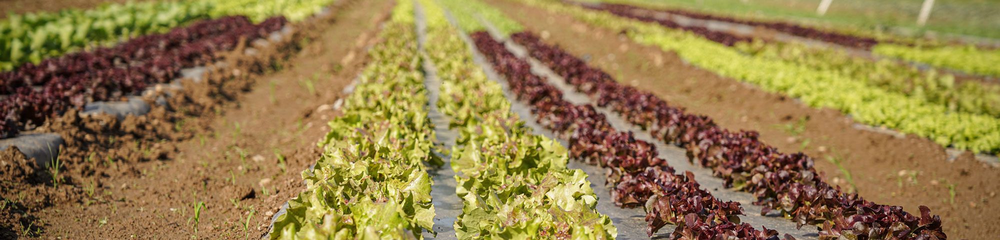 FERME_DU_SOUS_BOIS_Producteur_Agriculture_Raisonnee_Saint_Martin_En_Haut_Legumes