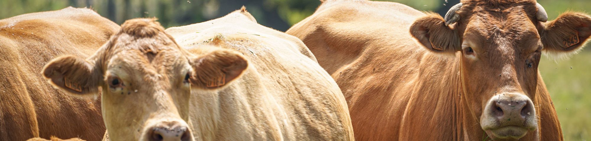 FERME_DU_SOUS_BOIS_Producteur_Agriculture_Raisonnee_Saint_Martin_En_Haut_Viande